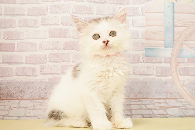 静岡県のラガマフィン (Coo&RIKU沼津店/2025年9月19日生まれ/女の子/シルバーホワイト)の子猫の2枚目の画像