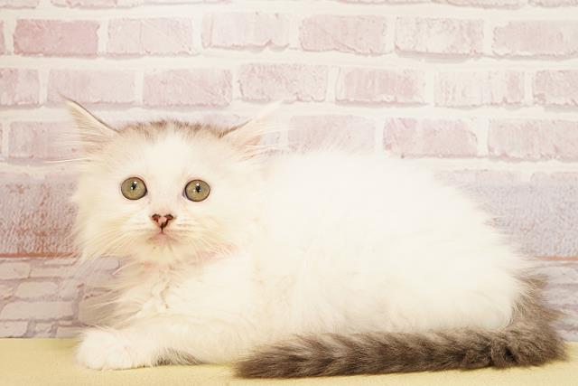 静岡県のラガマフィン (Coo&RIKU沼津店/2025年9月19日生まれ/女の子/シルバーホワイト)の子猫の3枚目の画像