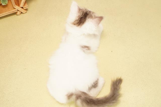 静岡県のラガマフィン (Coo&RIKU沼津店/2025年9月19日生まれ/女の子/シルバーホワイト)の子猫の4枚目の画像