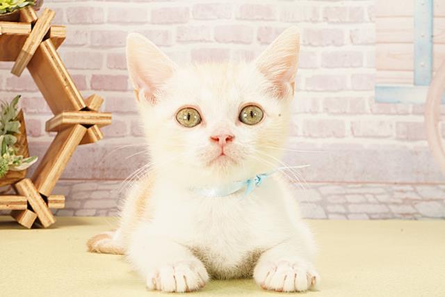 愛知県のマンチカン (Coo&RIKU名古屋みなと店/2025年9月7日生まれ/男の子/クリームホワイト)の子猫の1枚目の画像