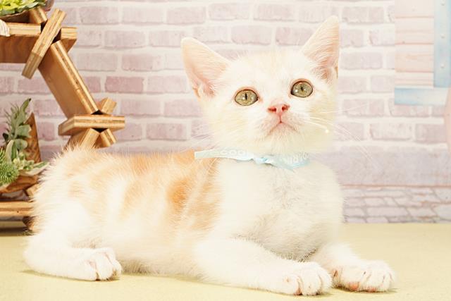 愛知県のマンチカン (Coo&RIKU名古屋みなと店/2025年9月7日生まれ/男の子/クリームホワイト)の子猫の2枚目の画像