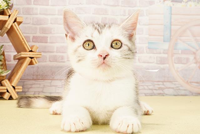 愛知県のマンチカン (Coo&RIKU名古屋中川店/2025年9月7日生まれ/女の子/キャリコ)の子猫の1枚目の画像