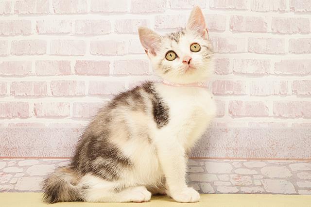 愛知県のマンチカン (Coo&RIKU名古屋中川店/2025年9月7日生まれ/女の子/キャリコ)の子猫の2枚目の画像