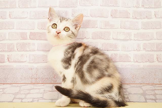 愛知県のマンチカン (Coo&RIKU名古屋中川店/2025年9月7日生まれ/女の子/キャリコ)の子猫の3枚目の画像