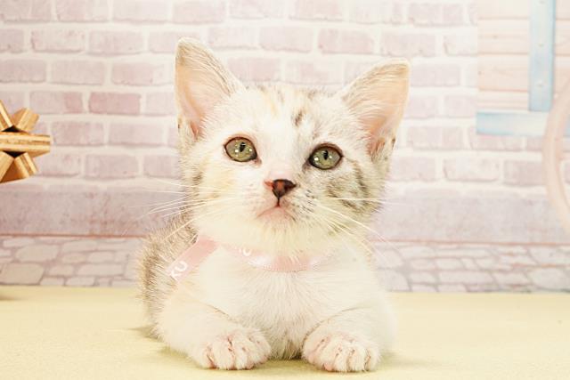 三重県のマンチカン (Coo&RIKU四日市店/2025年9月7日生まれ/女の子/キャリコ)の子猫の1枚目の画像