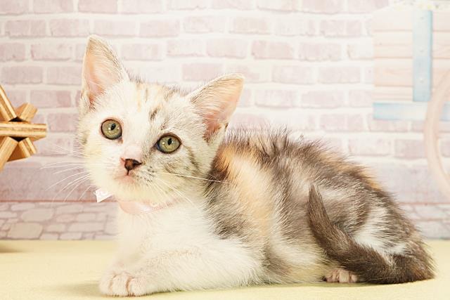 三重県のマンチカン (Coo&RIKU四日市店/2025年9月7日生まれ/女の子/キャリコ)の子猫の3枚目の画像