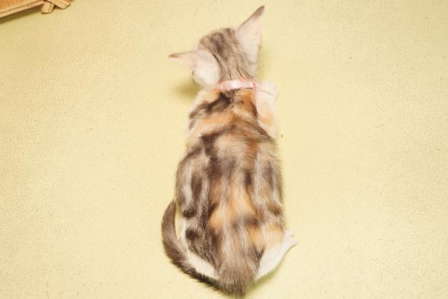 三重県のマンチカン (Coo&RIKU四日市店/2025年9月7日生まれ/女の子/キャリコ)の子猫の4枚目の画像