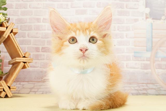 静岡県のノルウェージャンフォレストキャット (Coo&RIKU藤枝店/2025年8月30日生まれ/男の子/レッドタビーホワイト)の子猫の1枚目の画像