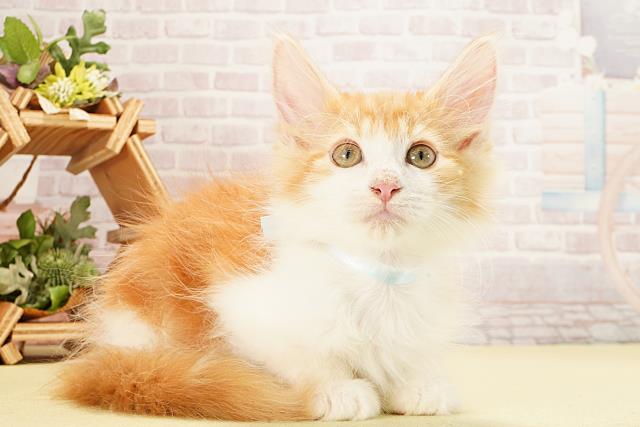 静岡県のノルウェージャンフォレストキャット (Coo&RIKU藤枝店/2025年8月30日生まれ/男の子/レッドタビーホワイト)の子猫の2枚目の画像