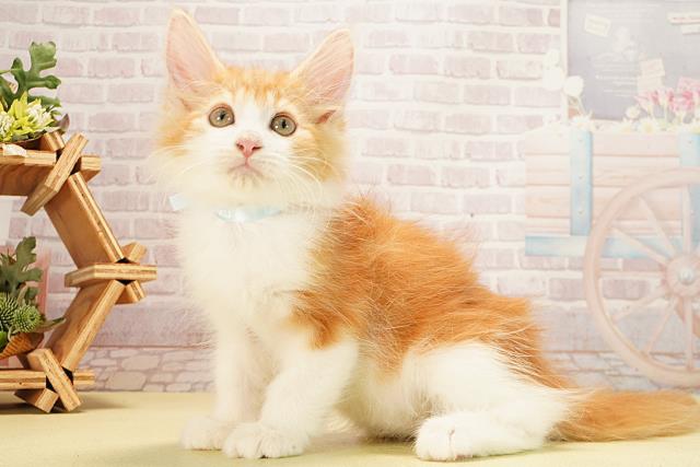 静岡県のノルウェージャンフォレストキャット (Coo&RIKU藤枝店/2025年8月30日生まれ/男の子/レッドタビーホワイト)の子猫の3枚目の画像