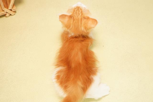 静岡県のノルウェージャンフォレストキャット (Coo&RIKU藤枝店/2025年8月30日生まれ/男の子/レッドタビーホワイト)の子猫の4枚目の画像