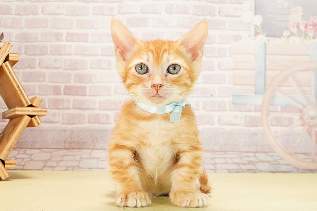 三重県のジェネッタ (Coo&RIKU津高茶屋店/2025年9月12日生まれ/男の子/レッドスポッテッドタビー)の子猫の1枚目の画像