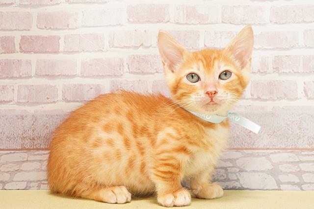 三重県のジェネッタ (Coo&RIKU津高茶屋店/2025年9月12日生まれ/男の子/レッドスポッテッドタビー)の子猫の2枚目の画像