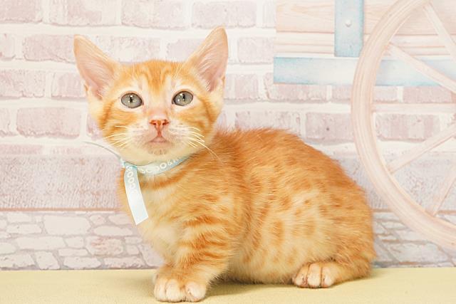 三重県のジェネッタ (Coo&RIKU津高茶屋店/2025年9月12日生まれ/男の子/レッドスポッテッドタビー)の子猫の3枚目の画像