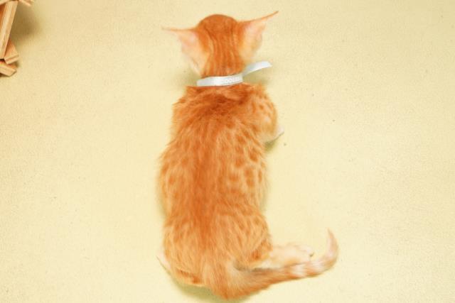 三重県のジェネッタ (Coo&RIKU津高茶屋店/2025年9月12日生まれ/男の子/レッドスポッテッドタビー)の子猫の4枚目の画像