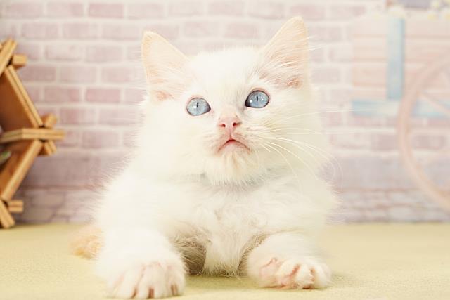 静岡県のラグドール (Coo&RIKU富士店/2025年9月8日生まれ/男の子/クリームポイント)の子猫の1枚目の画像