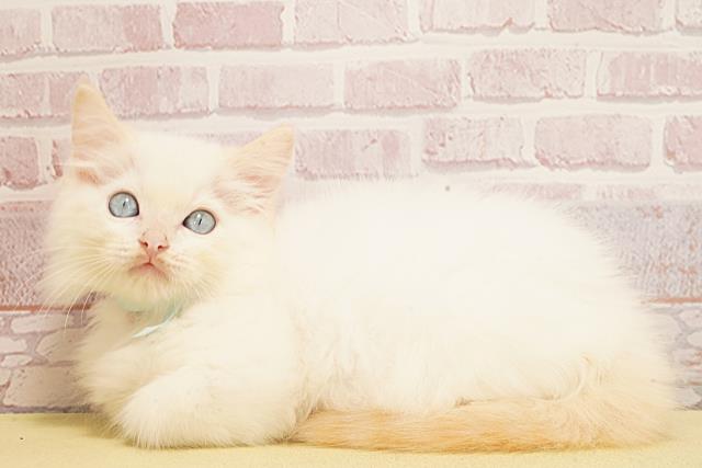 静岡県のラグドール (Coo&RIKU富士店/2025年9月8日生まれ/男の子/クリームポイント)の子猫の3枚目の画像