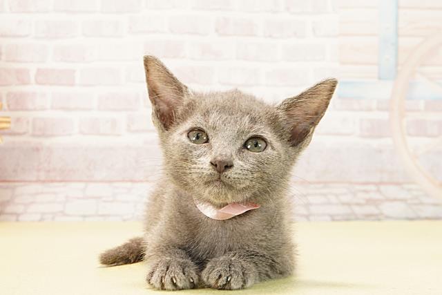 三重県のロシアンブルー (Coo&RIKU津高茶屋店/2025年9月11日生まれ/女の子/ブルー)の子猫の1枚目の画像