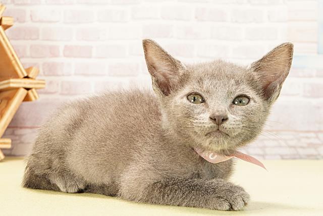 三重県のロシアンブルー (Coo&RIKU津高茶屋店/2025年9月11日生まれ/女の子/ブルー)の子猫の2枚目の画像