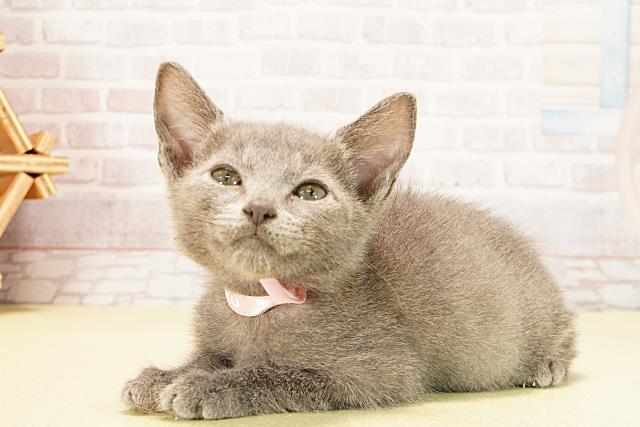 三重県のロシアンブルー (Coo&RIKU津高茶屋店/2025年9月11日生まれ/女の子/ブルー)の子猫の3枚目の画像