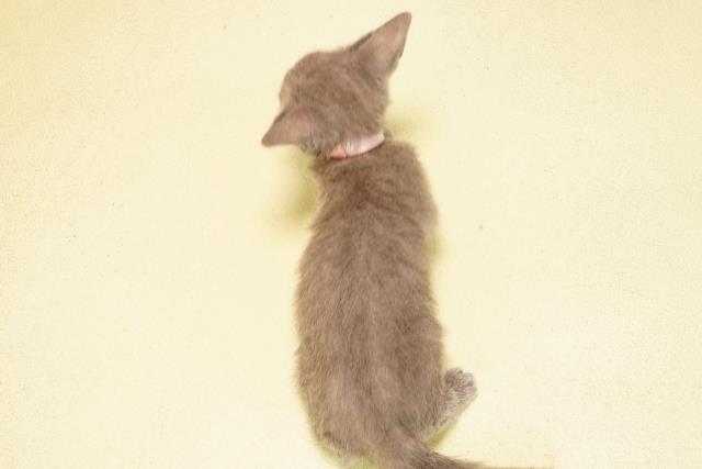 三重県のロシアンブルー (Coo&RIKU津高茶屋店/2025年9月11日生まれ/女の子/ブルー)の子猫の4枚目の画像