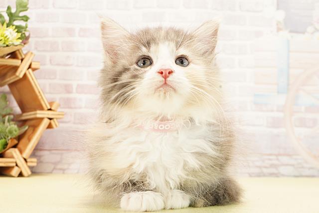 三重県のノルウェージャンフォレストキャット (Coo&RIKU津高茶屋店/2025年9月12日生まれ/女の子/ダイリュートキャリコ)の子猫の1枚目の画像