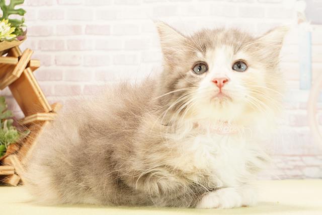 三重県のノルウェージャンフォレストキャット (Coo&RIKU津高茶屋店/2025年9月12日生まれ/女の子/ダイリュートキャリコ)の子猫の2枚目の画像