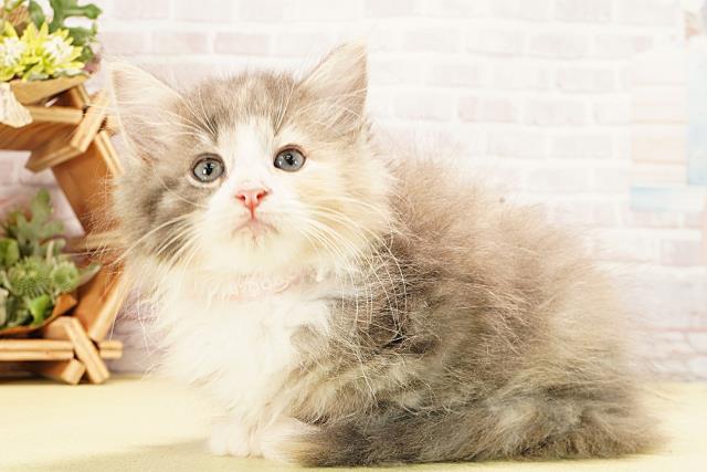 三重県のノルウェージャンフォレストキャット (Coo&RIKU津高茶屋店/2025年9月12日生まれ/女の子/ダイリュートキャリコ)の子猫の3枚目の画像