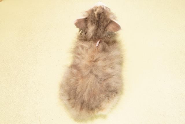 三重県のノルウェージャンフォレストキャット (Coo&RIKU津高茶屋店/2025年9月12日生まれ/女の子/ダイリュートキャリコ)の子猫の4枚目の画像