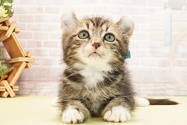 静岡県のアメリカンカール (Coo&RIKU浜松店/2025年9月19日生まれ/男の子/ブラウンタビーホワイト)の子猫の1枚目の画像