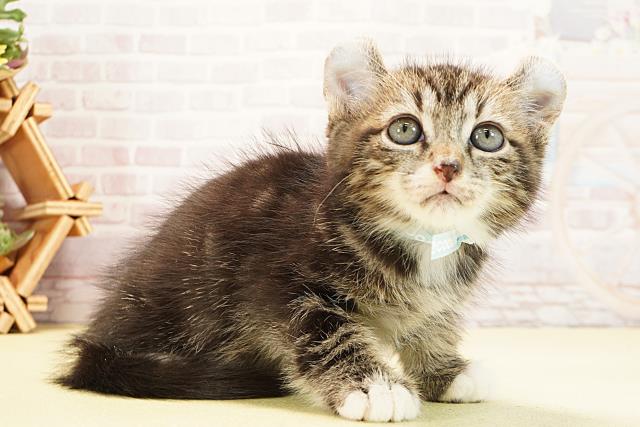 静岡県のアメリカンカール (Coo&RIKU浜松店/2025年9月19日生まれ/男の子/ブラウンタビーホワイト)の子猫の2枚目の画像