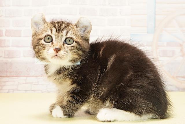 静岡県のアメリカンカール (Coo&RIKU浜松店/2025年9月19日生まれ/男の子/ブラウンタビーホワイト)の子猫の3枚目の画像