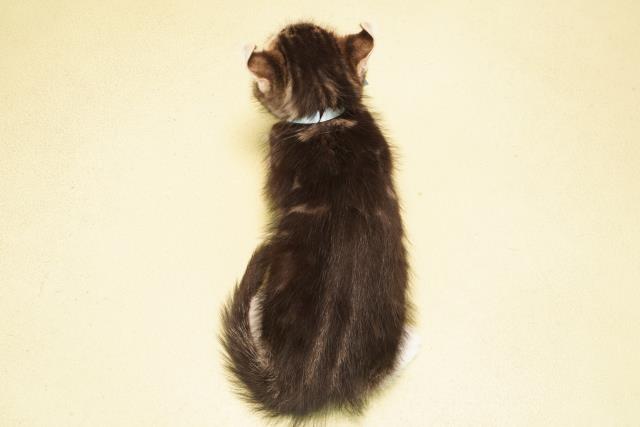 静岡県のアメリカンカール (Coo&RIKU浜松店/2025年9月19日生まれ/男の子/ブラウンタビーホワイト)の子猫の4枚目の画像