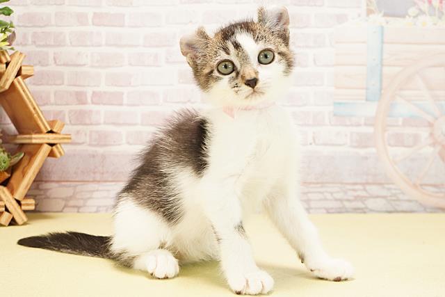 静岡県のアメリカンカール (Coo&RIKU藤枝店/2025年9月19日生まれ/女の子/ブラックホワイト)の子猫の1枚目の画像