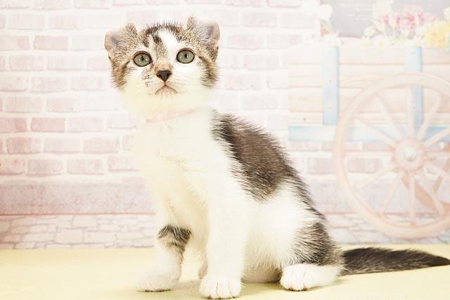 静岡県のアメリカンカール (Coo&RIKU藤枝店/2025年9月19日生まれ/女の子/ブラックホワイト)の子猫の2枚目の画像