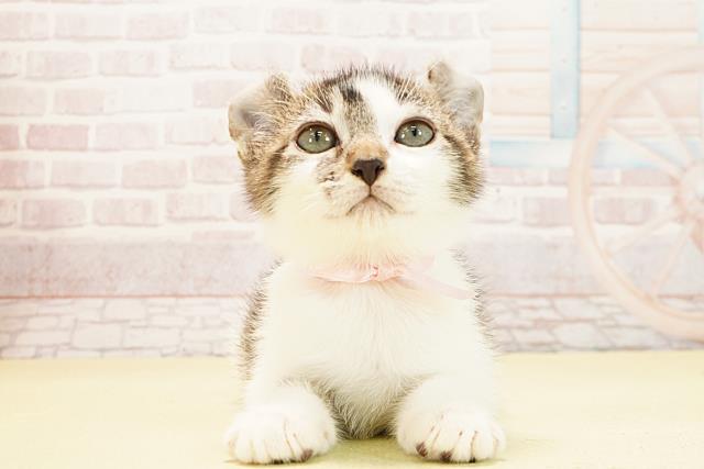 静岡県のアメリカンカール (Coo&RIKU藤枝店/2025年9月19日生まれ/女の子/ブラックホワイト)の子猫の3枚目の画像