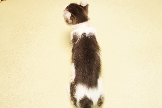 静岡県のアメリカンカール (Coo&RIKU藤枝店/2025年9月19日生まれ/女の子/ブラックホワイト)の子猫の4枚目の画像