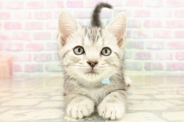 東京都のアメリカンショートヘアー (Coo&RIKUフレスポ住吉店/2025年9月23日生まれ/男の子/シルバータビー)の子猫の1枚目の画像