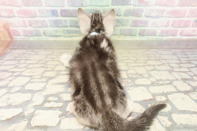 東京都のアメリカンショートヘアー (Coo&RIKUフレスポ住吉店/2025年9月23日生まれ/男の子/シルバータビー)の子猫の4枚目の画像