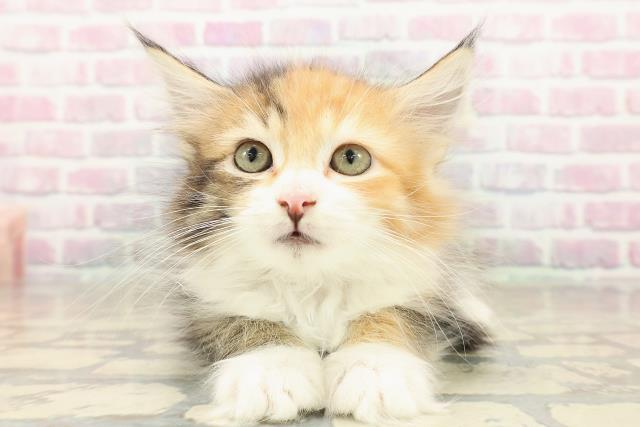 静岡県のサイベリアン (Coo&RIKU浜松店/2025年9月16日生まれ/女の子/ブラウンパッチドタビーホワイト)の子猫の1枚目の画像