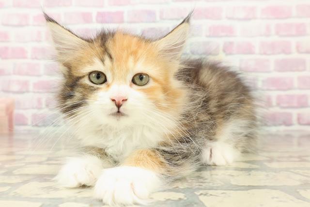 静岡県のサイベリアン (Coo&RIKU浜松店/2025年9月16日生まれ/女の子/ブラウンパッチドタビーホワイト)の子猫の2枚目の画像