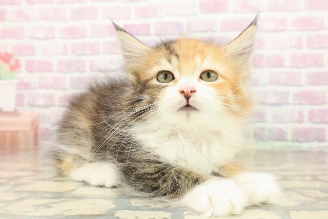 静岡県のサイベリアン (Coo&RIKU浜松店/2025年9月16日生まれ/女の子/ブラウンパッチドタビーホワイト)の子猫の3枚目の画像