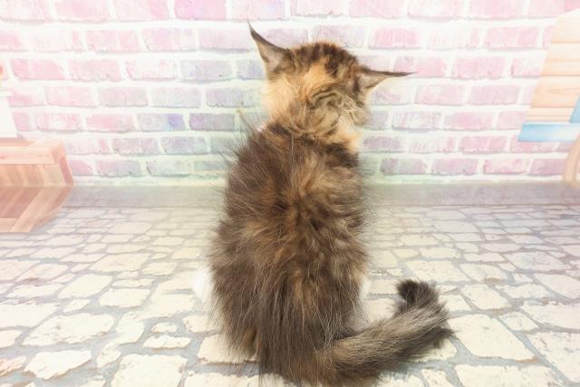 静岡県のサイベリアン (Coo&RIKU浜松店/2025年9月16日生まれ/女の子/ブラウンパッチドタビーホワイト)の子猫の4枚目の画像