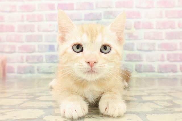 東京都のアメリカンショートヘアー (Coo&RIKU東久留米店/2025年9月22日生まれ/女の子/クリームタビー)の子猫の1枚目の画像