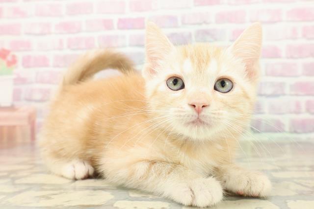 東京都のアメリカンショートヘアー (Coo&RIKU東久留米店/2025年9月22日生まれ/女の子/クリームタビー)の子猫の3枚目の画像