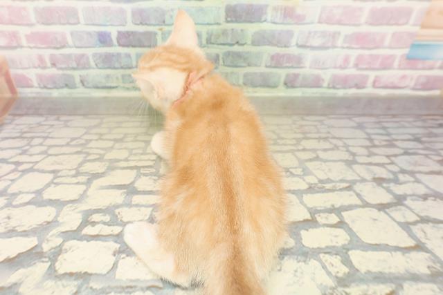 東京都のアメリカンショートヘアー (Coo&RIKU東久留米店/2025年9月22日生まれ/女の子/クリームタビー)の子猫の4枚目の画像