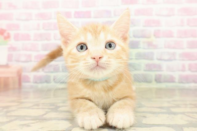 埼玉県のアメリカンショートヘアー (Coo&RIKU所沢店/2025年9月22日生まれ/男の子/レッドタビー)の子猫の1枚目の画像