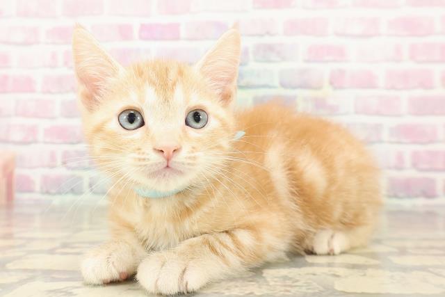 埼玉県のアメリカンショートヘアー (Coo&RIKU所沢店/2025年9月22日生まれ/男の子/レッドタビー)の子猫の2枚目の画像