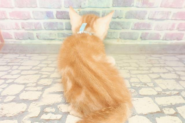 埼玉県のアメリカンショートヘアー (Coo&RIKU所沢店/2025年9月22日生まれ/男の子/レッドタビー)の子猫の4枚目の画像