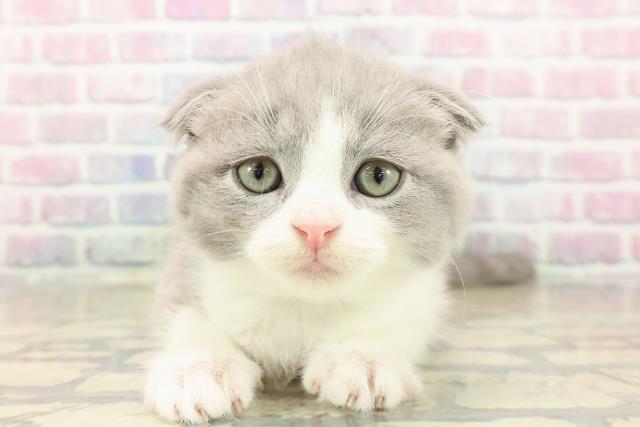東京都のスコティッシュフォールド (Coo&RIKU武蔵小山店/2025年9月23日生まれ/男の子/ブルーホワイト)の子猫の1枚目の画像